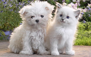 closeup photo of two white dog and cat
