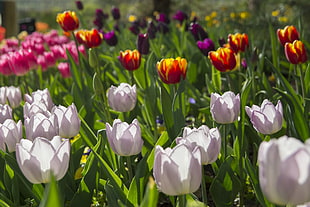 Tulip flower in bloom during daytime, tulips