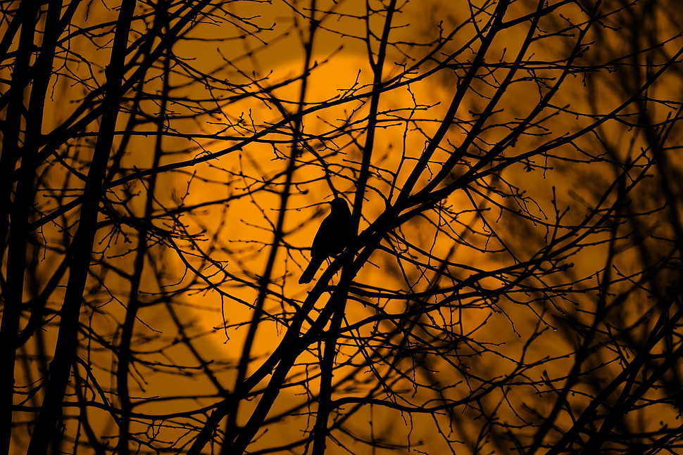 silhouette bird HD wallpaper
