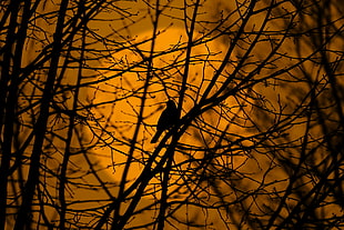 silhouette bird HD wallpaper