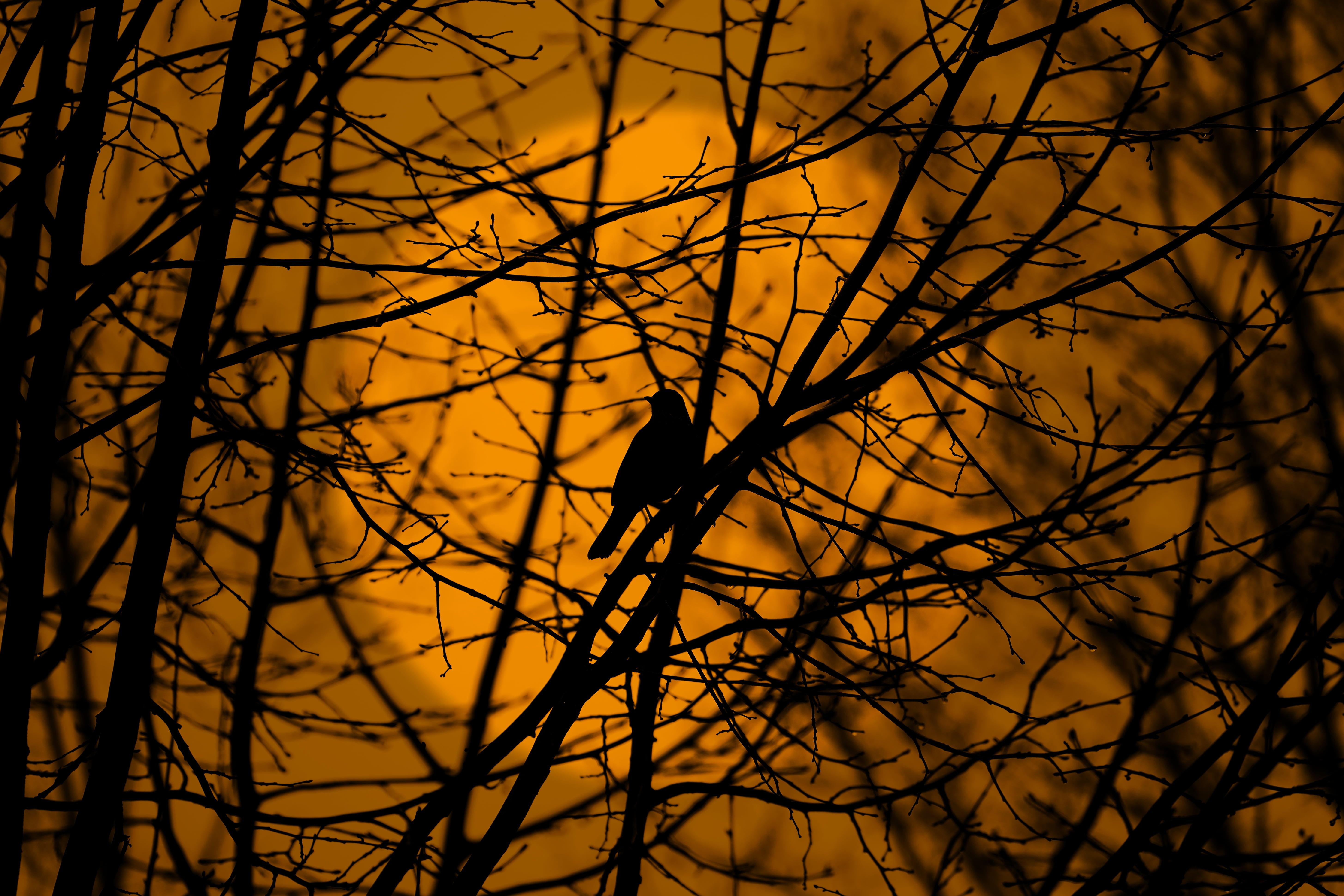 silhouette bird