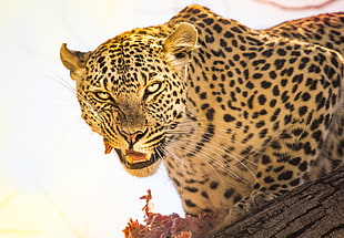 photo of Leopard during daytime, botswana HD wallpaper