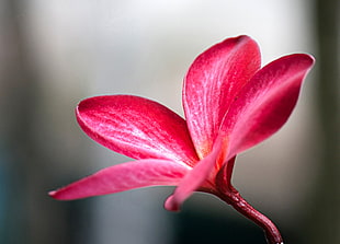 macro photography of pink plumeria flower