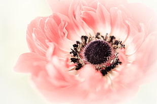 pink poppy flower in close up photography