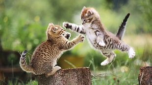 two brown tabby kittens, cat, blurred, animals, kittens