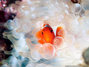 orange and white ceramic flower decors, National Geographic, sea anemones, fish, clownfish