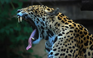 shallow focus photography of yawning brown leopard