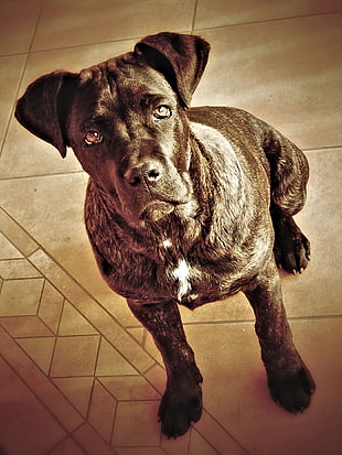 short-coated black dog, cane corso, dog, sepia