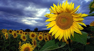 closeup photo of sunflower HD wallpaper