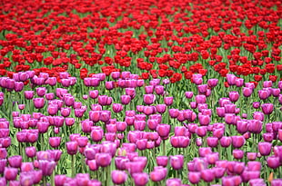 red and pink rose field, tulips