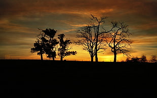 silhouette of trees during golden hour