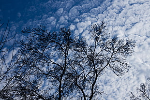 worm's eye view of green leaves tree during daytime