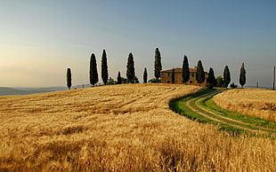 wheat field with brown cabin with trees