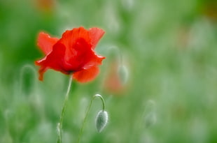 red petaled flower selective photography HD wallpaper