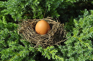 close up photography of bird egg on nest HD wallpaper