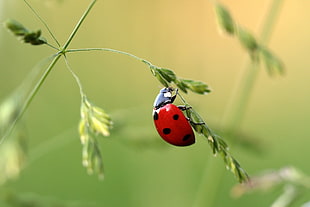 seven-spotted ladybug on leaves HD wallpaper