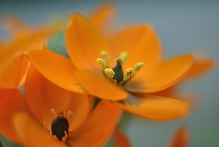 orange petaled flower bloom during daytime, bethlehem