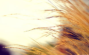 brown grass, field, nature HD wallpaper