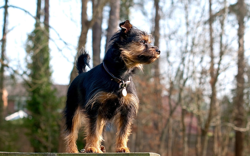 small long-coated black and tan dog during daytime close-up photography HD wallpaper