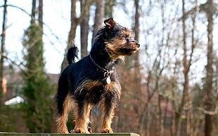 small long-coated black and tan dog during daytime close-up photography