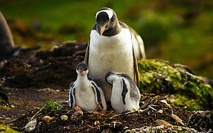 three penguins on top of nest