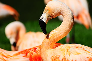 closeup photo of pink flamingo