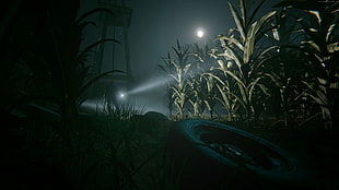 human holding flashlight on corn field