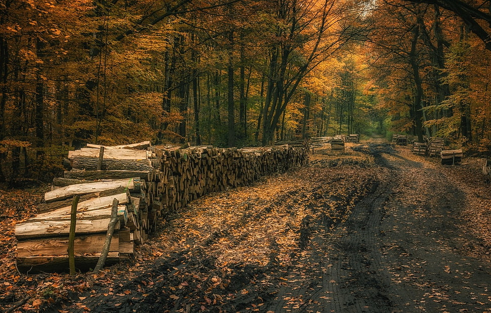 brown trees, landscape, nature, fall, forest HD wallpaper