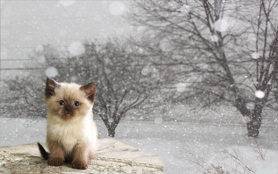 cat, animals, babuleh HD wallpaper