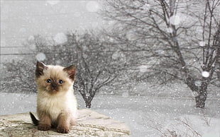 cat, animals, babuleh HD wallpaper