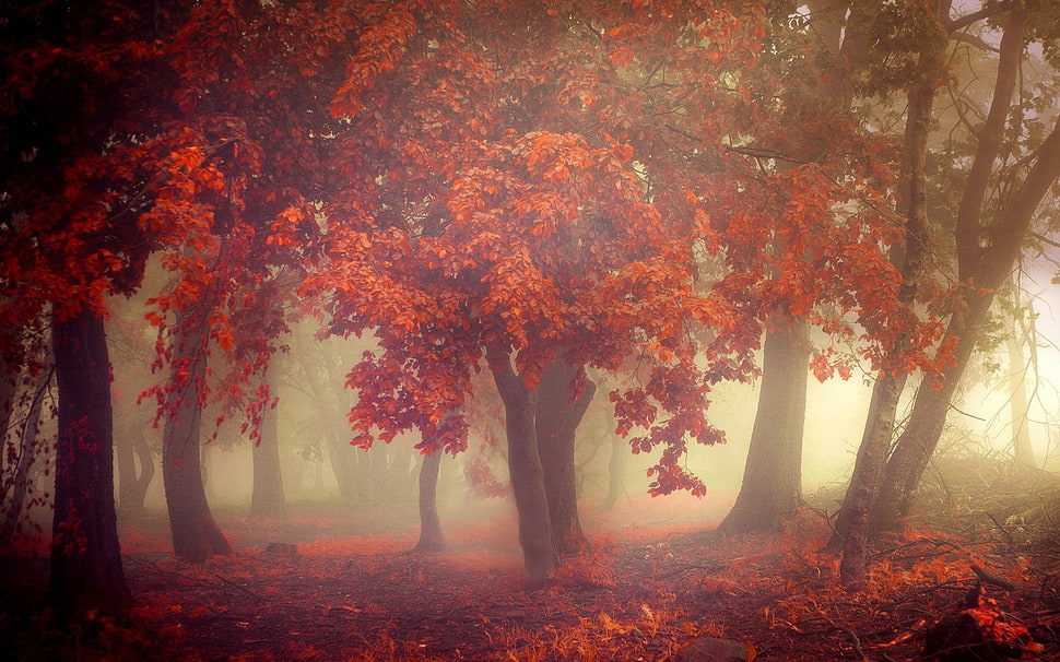 photo of maple tree forest HD wallpaper