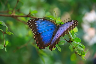 blue morpho butterfly, animals, blue, butterfly, colorful HD wallpaper