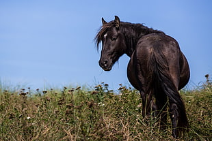 landscape photography of black horse