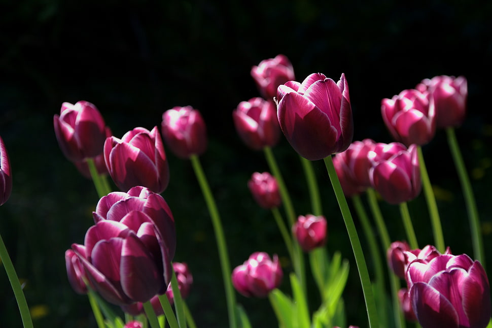 selective focus photography of purple Tulip flowers HD wallpaper
