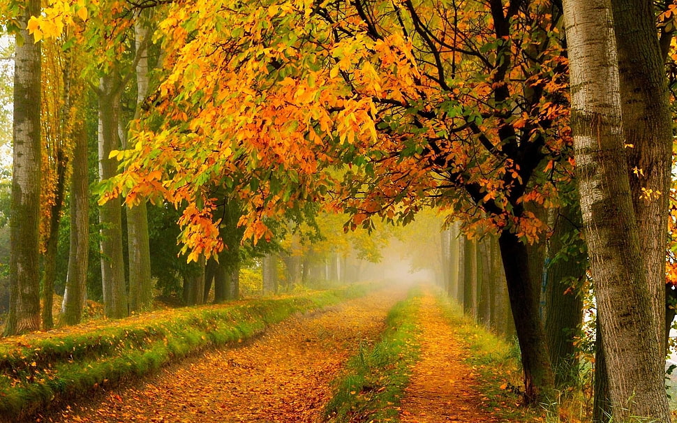brown and green Maple tree painting, nature, forest, fall HD wallpaper