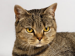 brown and black cat macro photography