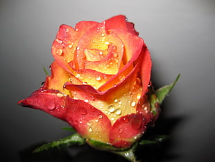 red and yellow rose with water droplets close-up photography