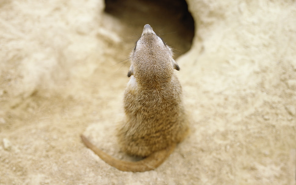 grey Meerkat HD wallpaper