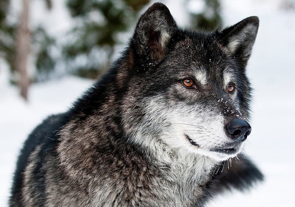 selective focus of wolf on snow HD wallpaper