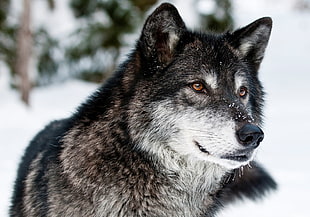 selective focus of wolf on snow