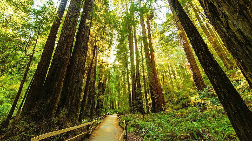 green leafed trees, path, forest clearing, forest, nature HD wallpaper