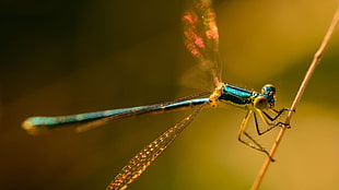 blue Damselfly perched on brown stick