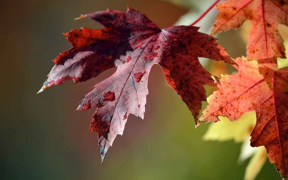 closeup photo of maple leaf HD wallpaper