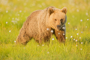 animal photography of grizzly bear