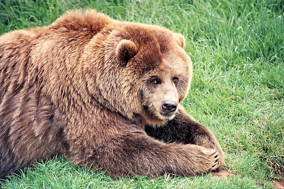 photography of brown bear HD wallpaper
