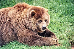 photography of brown bear