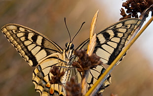 brown and white butterfly on brown plant in close up photo