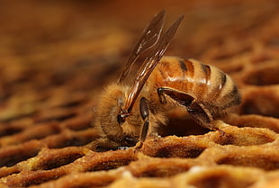 brown honeybee HD wallpaper