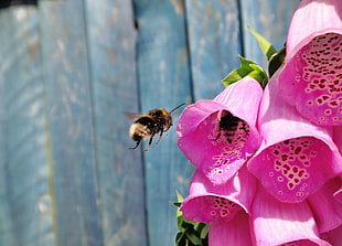 honeybee in flight near pink bell flowers in closeup photo