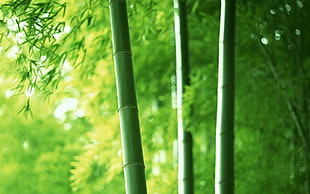 green bamboo, nature, plants, trees, photography